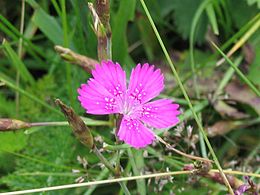 Mezei szegfű (Dianthus deltoides)