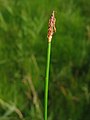 inflorescense of Eleocharis uniglumis on the german island Hiddensee, Photo by Kristian Peters