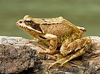 Grasfrosch (Rana temporaria), jüngeres Weibchen