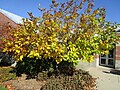 Fringe tree in autumn