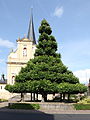 Grettstadt, Barockkirche mit Stufenlinde