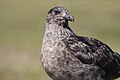 Great skua (Stercorarius skua) at Handa Island