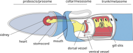 Saccoglossus