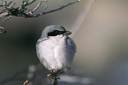 Indiángébics (Lanius ludovicianus)