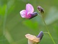 Lathyrus linifolius: detail, Photo by Kristian Peters