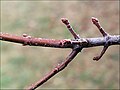 Twig and buds in early March