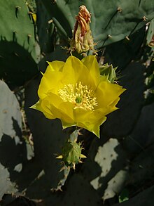 Flowers of Opuntia Ficus-Indica in Behbahan, Iran