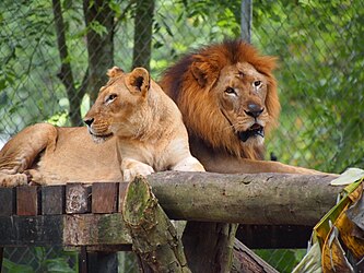 Sepasang singa di Zoo Negara, Malaysia.