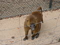 Guinea-Pavian Guinea Baboon