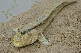 Periophthalmodon freycineti