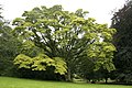 Phellodendron amurense in the summer