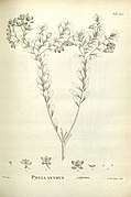 Botanical illustration from 1806[2]