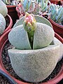 Pleiospilos nelii