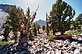 Great Basin Ulusal Parkı'nda "Prometheus" adlı mazı ağaçları korusu ve arka planda Wheeler Peak zirvesi