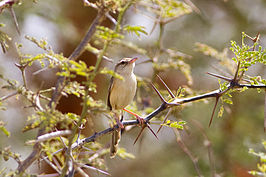 Rivierprinia