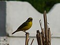 Mosambikgirlitz Yellow-fronted Canary