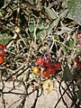 Solanum dulcamara fruits