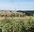 Wuchsort am Rand des Nördlinger Rieses, im Mittelgrund ein Fruchtstand der Gewöhnlichen Kuhschelle (Pulsatilla vulgaris)