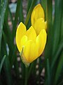 Sternbergia lutea flower