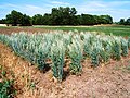 Intermediate wheatgrass crossing block