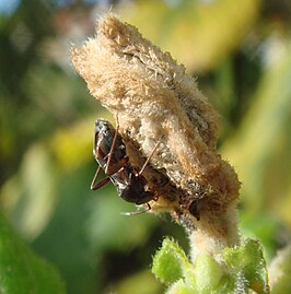 Pilophorus clavatus