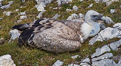 Gänsegeier am Gipfel des Berchtesgadener Hochthrons