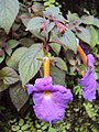 Achimenes longiflora