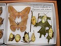 Antheraea yamamai adult variation