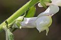 Antirrhinum meonanthum