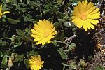 Fiorrancio marittimo Calendula maritima