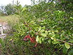 A fruiting specimen