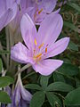 Colchicum lusitanum