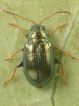 Crepidodera aurea