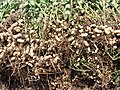 Groundnut Harvest