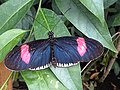 Heliconius erato cyrbia