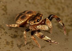 Female frontal macro