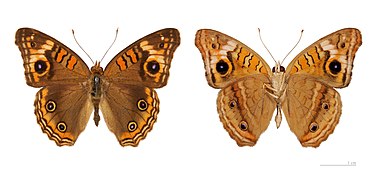 Museum specimen ♂ Both side