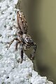 Springspinne