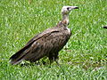 Kappengeier Hooded Vulture