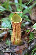 Nepenthes distillatoria; Cejlon