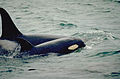 Orcinus orca