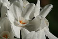 Blüten von Narcissus papyraceus