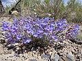 Penstemon pumilus