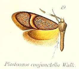 Piestoceros conjunctella