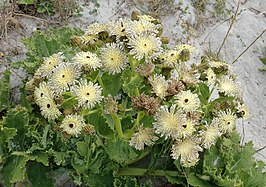 Sonchus grandifolius