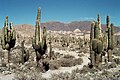 Cactus nel sito archeologico di Tilcara