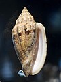 A shell of the De Marcoi's volute, Voluta polypleura