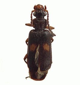 Macrocheilus quadratus