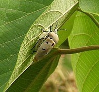 A female of Cantao ocellatus protecting a cluster of eggs.