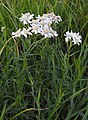 Sneezewort (Achillea ptarmica)